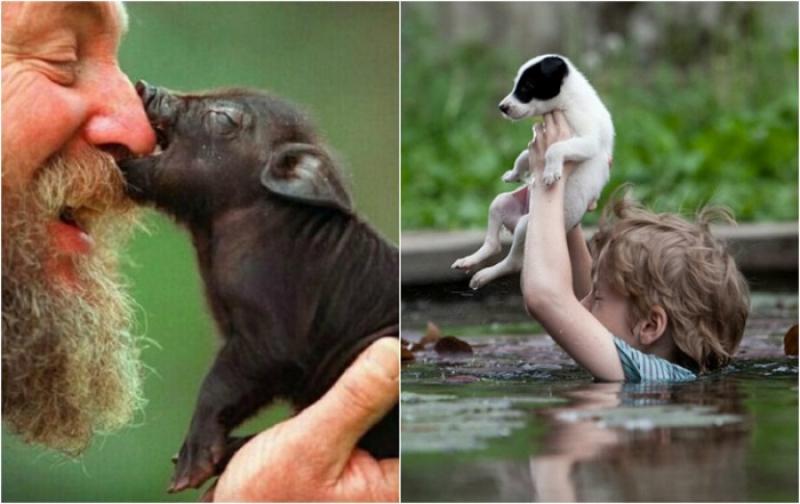 Люди проявляют доброту. Доброта к животным и людям. Проявление любви к животным. Проявление доброты к животным. Милосердие к животным.