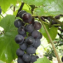 Информационно-консультационный семинар на тему «Экологически чистый сортовой виноград на вашем участке»