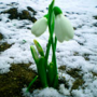 Всероссийская благотворительная акция «Белый цветок»